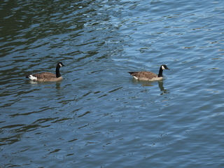 Filename=DSCN0890.JPG
Filesize=6537KiB
Dimensions=4608x3456
Date added=Jun 25, 2022 DSCN0890.JPG