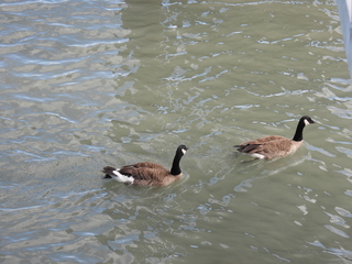 Filename=DSCN0899.JPG
Filesize=7089KiB
Dimensions=4608x3456
Date added=Jun 25, 2022 DSCN0899.JPG