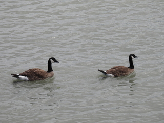 Filename=DSCN0900.JPG
Filesize=7031KiB
Dimensions=4608x3456
Date added=Jun 25, 2022 DSCN0900.JPG