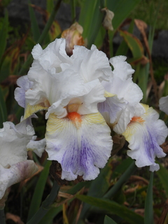 Filename=DSCN0924.JPG
Filesize=5996KiB
Dimensions=3456x4608
Date added=Jun 25, 2022 DSCN0924.JPG