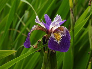 Filename=DSCN0931.JPG
Filesize=6965KiB
Dimensions=4608x3456
Date added=Jun 25, 2022 DSCN0931.JPG