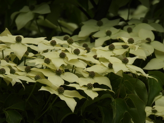 Filename=DSCN0935.JPG
Filesize=5952KiB
Dimensions=4608x3456
Date added=Jun 25, 2022 DSCN0935.JPG