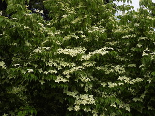 Filename=DSCN0936.JPG
Filesize=7174KiB
Dimensions=4608x3456
Date added=Jun 25, 2022 DSCN0936.JPG