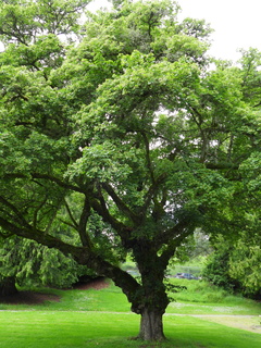 Filename=DSCN0937.JPG
Filesize=6575KiB
Dimensions=3456x4608
Date added=Jun 25, 2022 DSCN0937.JPG