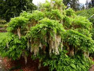 Filename=DSCN0944.JPG
Filesize=7150KiB
Dimensions=4608x3456
Date added=Jun 25, 2022 DSCN0944.JPG