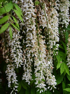 Filename=DSCN0945.JPG
Filesize=7277KiB
Dimensions=3456x4608
Date added=Jun 25, 2022 DSCN0945.JPG