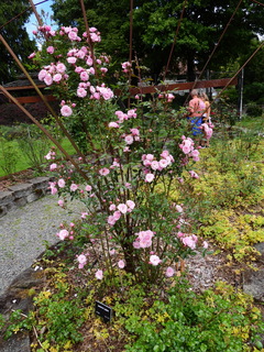 Filename=DSCN0949.JPG
Filesize=6629KiB
Dimensions=3456x4608
Date added=Jun 25, 2022 DSCN0949.JPG