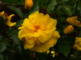 Filename=DSCN0950.JPG
Filesize=6910KiB
Dimensions=4608x3456
Date added=Jun 25, 2022 DSCN0950.JPG