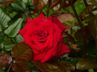 Filename=DSCN0954.JPG
Filesize=7262KiB
Dimensions=4608x3456
Date added=Jun 25, 2022 DSCN0954.JPG