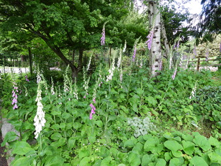 Filename=DSCN0956.JPG
Filesize=7240KiB
Dimensions=4608x3456
Date added=Jun 25, 2022 DSCN0956.JPG