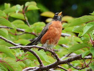 Filename=DSCN0964.JPG
Filesize=7260KiB
Dimensions=4608x3456
Date added=Jun 25, 2022 DSCN0964.JPG