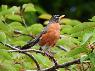 Filename=DSCN0965.JPG
Filesize=6947KiB
Dimensions=4608x3456
Date added=Jun 25, 2022 DSCN0965.JPG