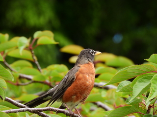 Filename=DSCN0968.JPG
Filesize=6461KiB
Dimensions=4608x3456
Date added=Jun 25, 2022 DSCN0968.JPG