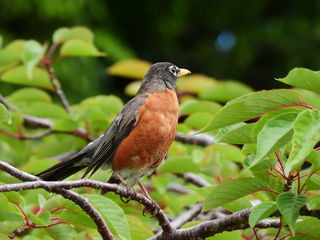 Filename=DSCN0970.JPG
Filesize=6603KiB
Dimensions=4608x3456
Date added=Jun 25, 2022 DSCN0970.JPG