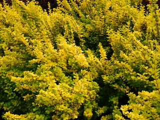 Filename=DSCN0976.JPG
Filesize=7394KiB
Dimensions=4608x3456
Date added=Jun 25, 2022 DSCN0976.JPG