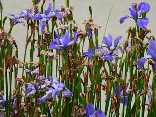 Filename=DSCN0978.JPG
Filesize=7162KiB
Dimensions=4608x3456
Date added=Jun 25, 2022 DSCN0978.JPG