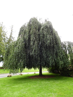 Filename=DSCN0979.JPG
Filesize=6174KiB
Dimensions=3456x4608
Date added=Jun 25, 2022 DSCN0979.JPG