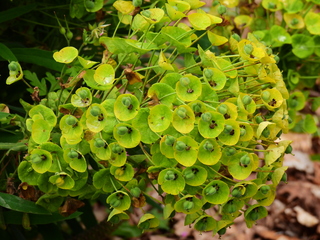 Filename=DSCN0983.JPG
Filesize=7256KiB
Dimensions=4608x3456
Date added=Jun 25, 2022 DSCN0983.JPG