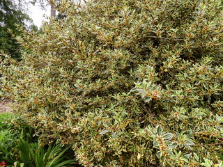 Filename=DSCN0984.JPG
Filesize=7676KiB
Dimensions=4608x3456
Date added=Jun 25, 2022 DSCN0984.JPG