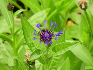 Filename=DSCN0986.JPG
Filesize=6122KiB
Dimensions=4608x3456
Date added=Jun 25, 2022 DSCN0986.JPG