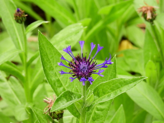 Filename=DSCN0987.JPG
Filesize=6182KiB
Dimensions=4608x3456
Date added=Jun 25, 2022 DSCN0987.JPG