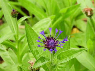 Filename=DSCN0988.JPG
Filesize=6089KiB
Dimensions=4608x3456
Date added=Jun 25, 2022 DSCN0988.JPG