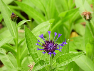 Filename=DSCN0989.JPG
Filesize=5997KiB
Dimensions=4608x3456
Date added=Jun 25, 2022 DSCN0989.JPG