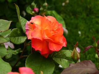 Filename=DSCN1003.JPG
Filesize=6219KiB
Dimensions=4608x3456
Date added=Jun 25, 2022 DSCN1003.JPG