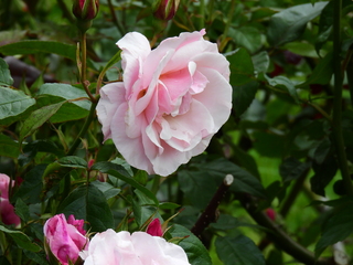 Filename=DSCN1024.JPG
Filesize=7382KiB
Dimensions=4608x3456
Date added=Jun 25, 2022 DSCN1024.JPG