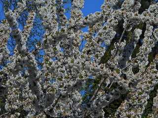 Filename=DSCN1445~0.JPG
Filesize=7609KiB
Dimensions=4608x3456
Date added=May 01, 2023 DSCN1445~0.JPG