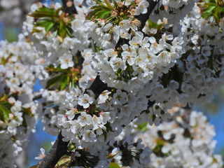 Filename=DSCN1446~0.JPG
Filesize=7363KiB
Dimensions=4608x3456
Date added=May 01, 2023 DSCN1446~0.JPG