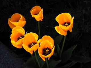 Filename=DSCN1447~0.JPG
Filesize=6189KiB
Dimensions=4608x3456
Date added=May 01, 2023 DSCN1447~0.JPG