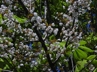 Filename=DSCN1468~0.JPG
Filesize=7099KiB
Dimensions=4608x3456
Date added=May 01, 2023 DSCN1468~0.JPG