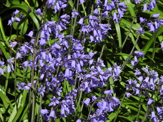 Filename=DSCN1474~0.JPG
Filesize=7271KiB
Dimensions=4608x3456
Date added=May 01, 2023 DSCN1474~0.JPG