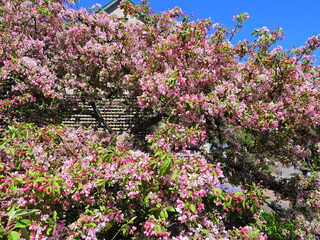 Filename=DSCN1475~0.JPG
Filesize=7379KiB
Dimensions=4608x3456
Date added=May 01, 2023 DSCN1475~0.JPG