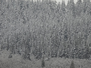 Filename=DSCN3763.JPG
Filesize=7186KiB
Dimensions=4608x3456
Date added=Mar 31, 2024 DSCN3763.JPG