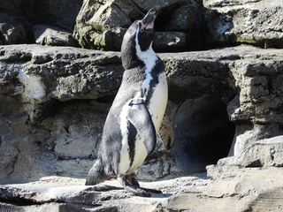 Filename=DSCN3790.JPG
Filesize=7130KiB
Dimensions=4608x3456
Date added=Mar 31, 2024 DSCN3790.JPG