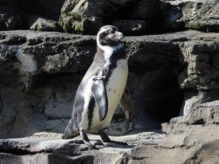 Filename=DSCN3791.JPG
Filesize=6534KiB
Dimensions=4608x3456
Date added=Mar 31, 2024 DSCN3791.JPG