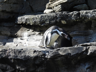 Filename=DSCN3793.JPG
Filesize=6993KiB
Dimensions=4608x3456
Date added=Mar 31, 2024 DSCN3793.JPG