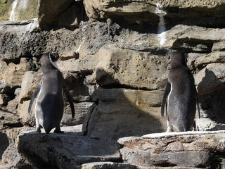 Filename=DSCN3794.JPG
Filesize=6892KiB
Dimensions=4608x3456
Date added=Mar 31, 2024 DSCN3794.JPG