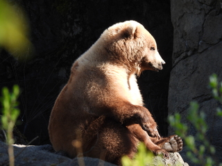 Filename=DSCN3813.JPG
Filesize=6815KiB
Dimensions=4608x3456
Date added=Mar 31, 2024 DSCN3813.JPG