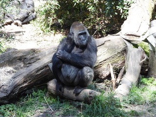 Filename=DSCN3835.JPG
Filesize=7317KiB
Dimensions=4608x3456
Date added=Mar 31, 2024 DSCN3835.JPG