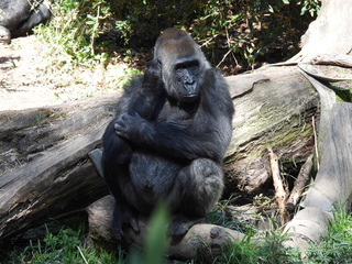 Filename=DSCN3836.JPG
Filesize=7425KiB
Dimensions=4608x3456
Date added=Mar 31, 2024 DSCN3836.JPG