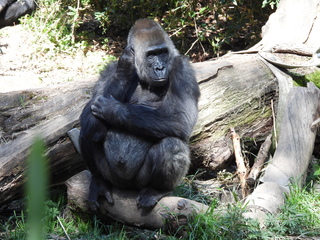 Filename=DSCN3837.JPG
Filesize=7397KiB
Dimensions=4608x3456
Date added=Mar 31, 2024 DSCN3837.JPG