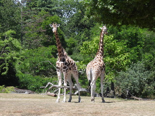 Filename=DSCN6031.JPG
Filesize=7573KiB
Dimensions=4608x3456
Date added=Aug 30, 2025 DSCN6031.JPG