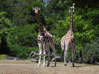 Filename=DSCN6032.JPG
Filesize=7104KiB
Dimensions=4608x3456
Date added=Aug 30, 2025 DSCN6032.JPG