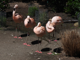 Filename=DSCN6036.JPG
Filesize=6960KiB
Dimensions=4608x3456
Date added=Aug 30, 2025 DSCN6036.JPG