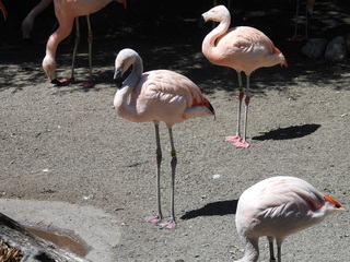 Filename=DSCN6037.JPG
Filesize=7170KiB
Dimensions=4608x3456
Date added=Aug 30, 2025 DSCN6037.JPG