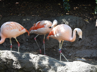 Filename=DSCN6039.JPG
Filesize=6703KiB
Dimensions=4608x3456
Date added=Aug 30, 2025 DSCN6039.JPG