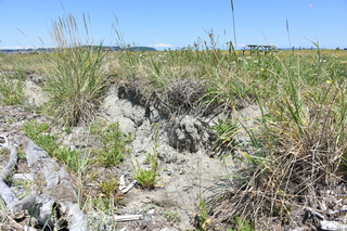 Filename=DSC_1801.JPG
Filesize=27806KiB
Dimensions=7360x4912
Date added=Jul 12, 2020 DSC_1801.JPG